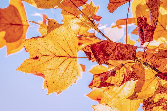 Конкурс красоты «Мисс осень»